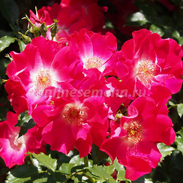 Фото с сайта https://onlinesemena.ru/