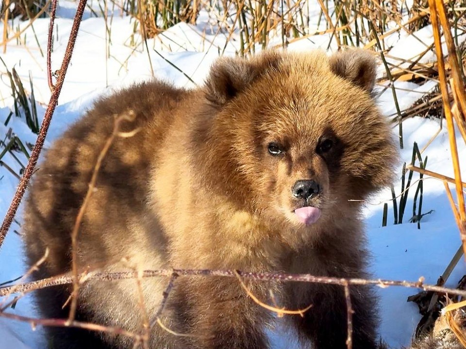 Медвежонок Потапыч
