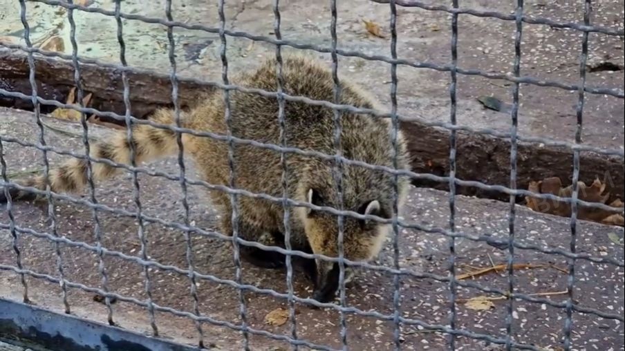 Тайган. Носуха