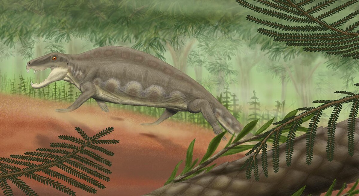 Ктенорахис. 