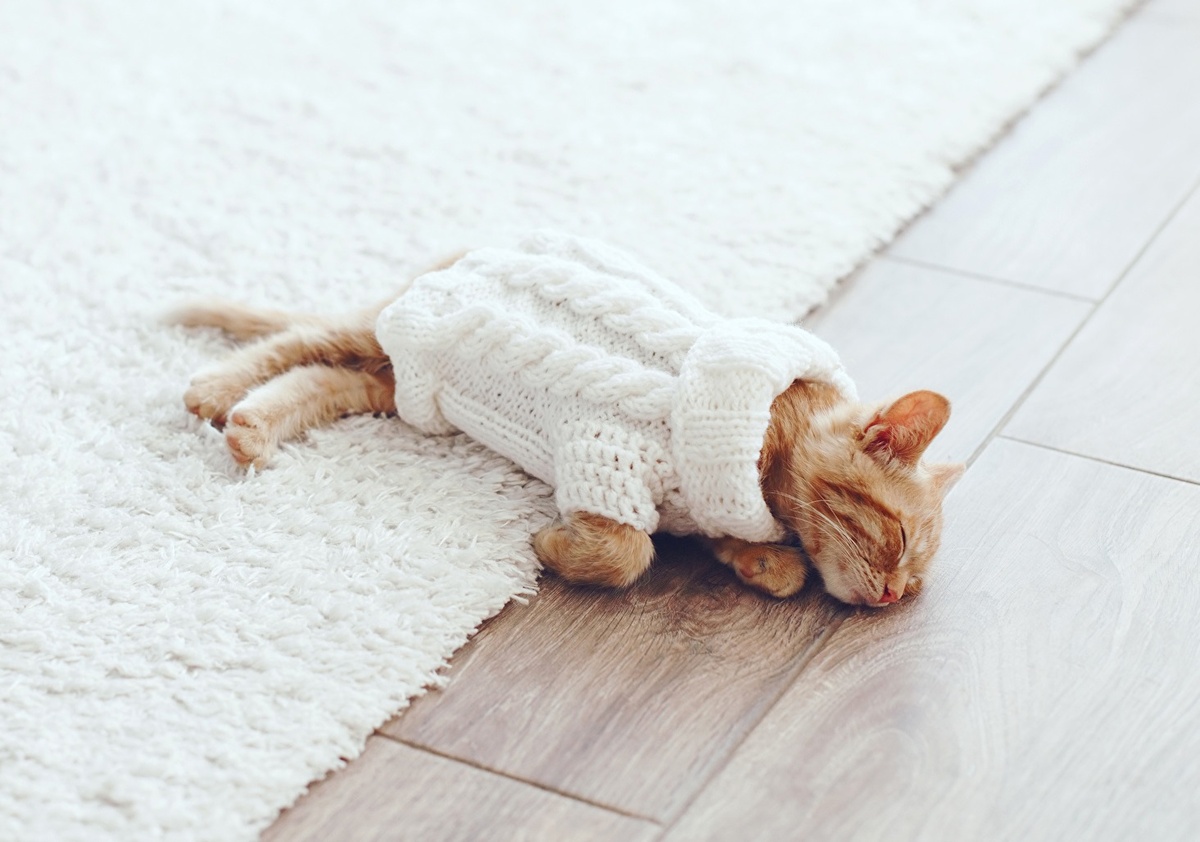 Котик на чистом ковре