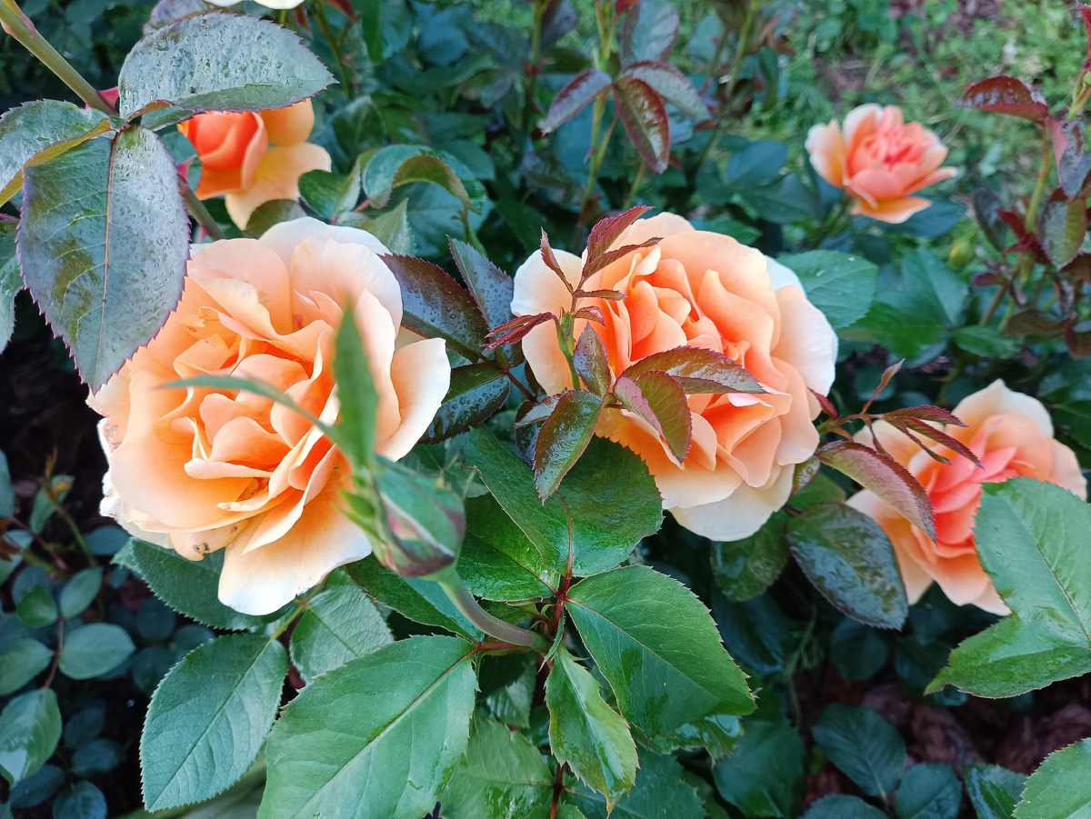 Эмбер Куин/ Amber Queen