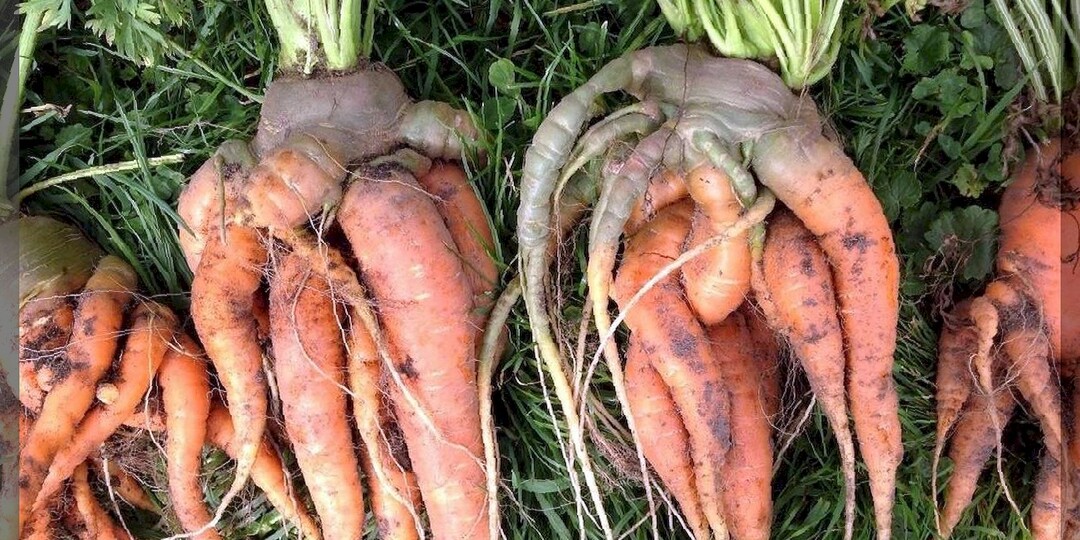 В новый дачный сезон - с новыми знаниями: отвечаем на тридцать пять интересных вопросов от начинающих дачников. Часть 3