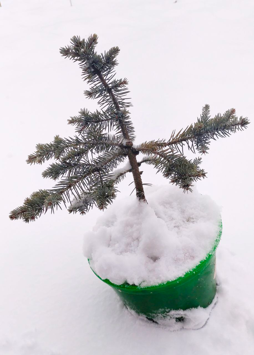 Глаука Глобоза на низком штамбе. Контейнер 5 л