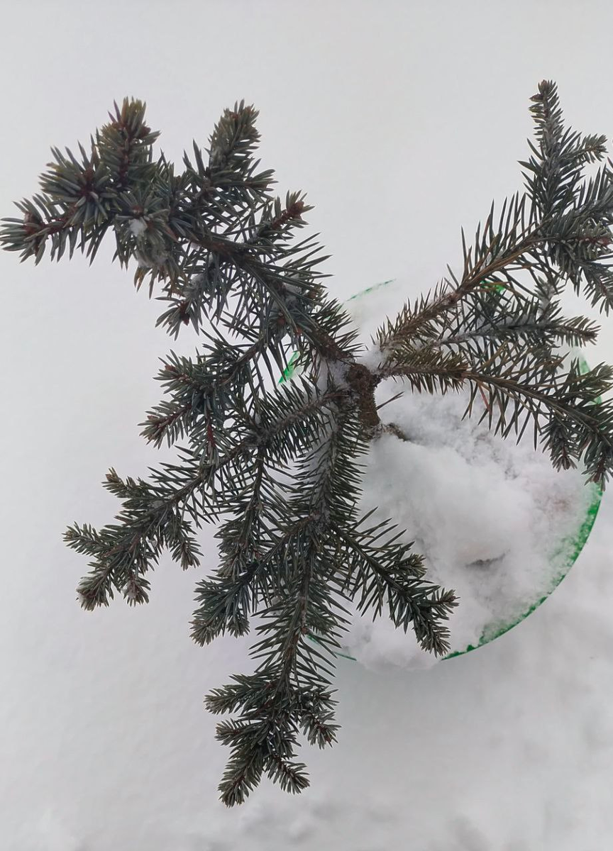 Она же, вид сверху