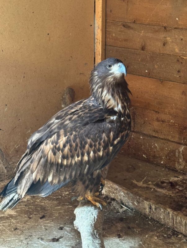 Фото: Зоопарк "Баба Фрося"