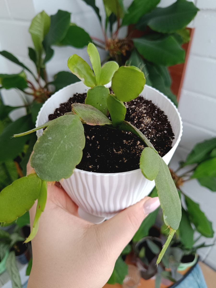 Это мой черенок так немного подрос