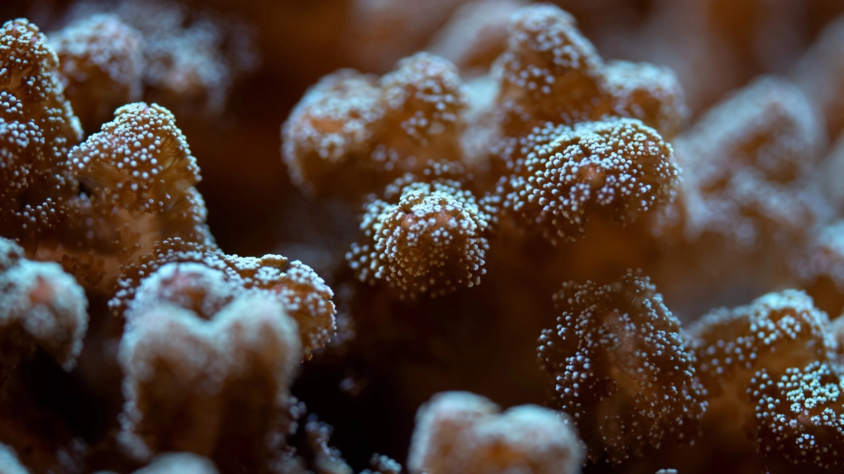 Ученых привлек коралл, поскольку его губчатая структура напоминает структуру человеческих костей.