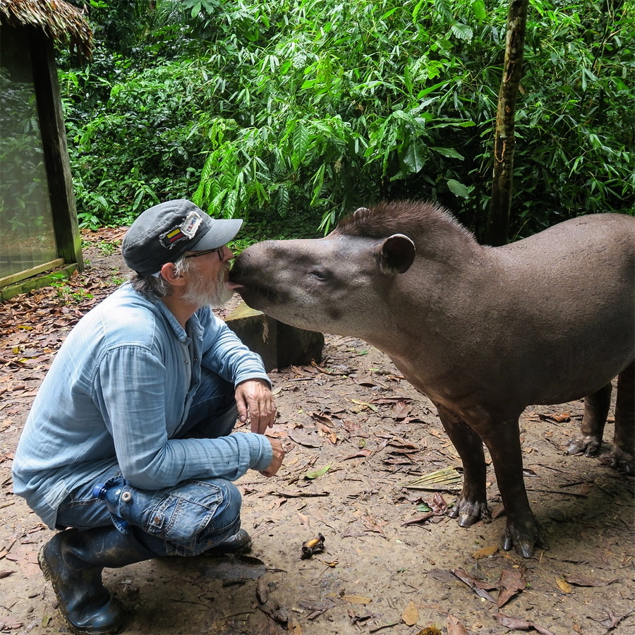 
Комментарий Сергея Писаревского: "Тапир. Самка. У неё мать когда-то убили браконьеры, индейцы её выкормили. А в подростковом возрасте она ушла в лес. Раз в год по старой памяти приходит в деревню на пару дней. Не всех к себе подпускает. Дикая, но я ей понравился. Неделю за мной по сельве ходила, прогнать не мог. Индейцы смеялись: мужа себе нашла".
