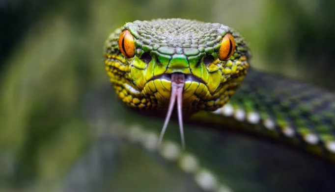 Играем в гляделки!