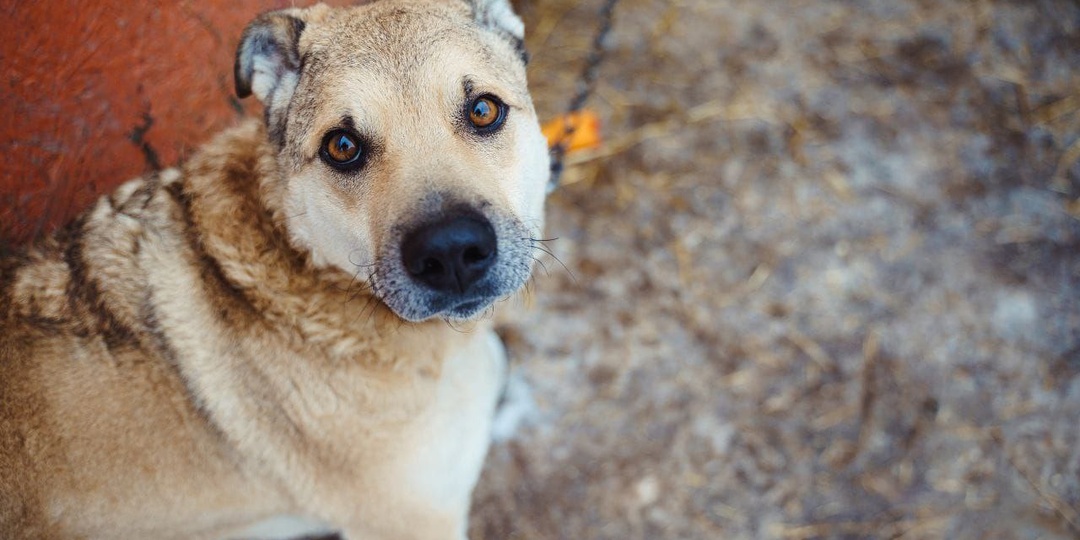 Шанс на ДОМашнюю жизнь.