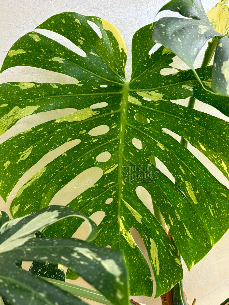 Монстера Тайское Созвездие (фото автора)