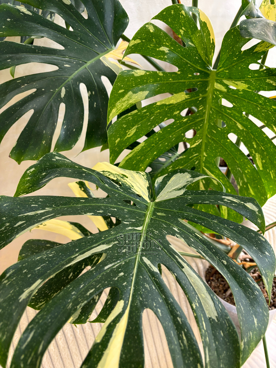 Монстера Тайское Созвездие (фото автора)