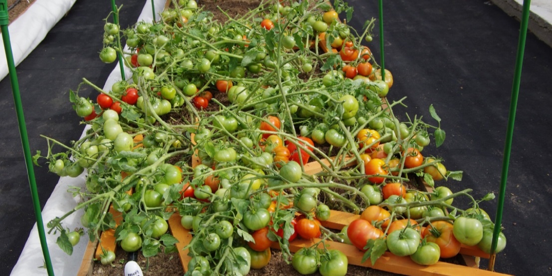 Монгол карлик от агрофирмы "Партнер"