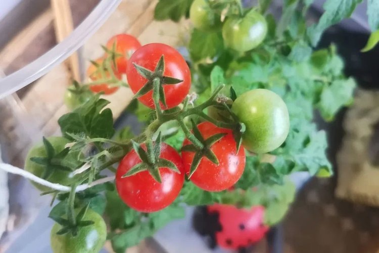    3 популярных овоща для выращивания на подоконнике зимой