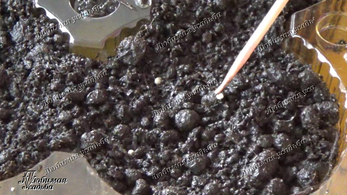 раскладываюгранулированные семена петунии по увлажненному грунту