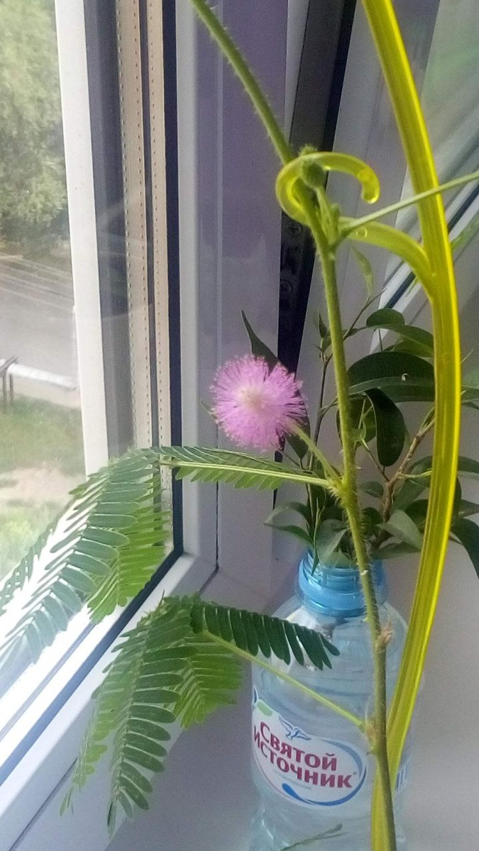 "Мимоза стыдливая" в народе называется так потому, что складывает листочки при касании