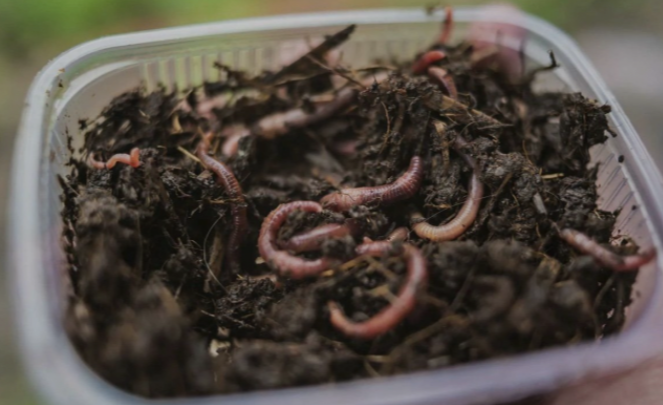 Перед рыбалкой червя можно накопать в земле или купить в любом рыболвном магазине.