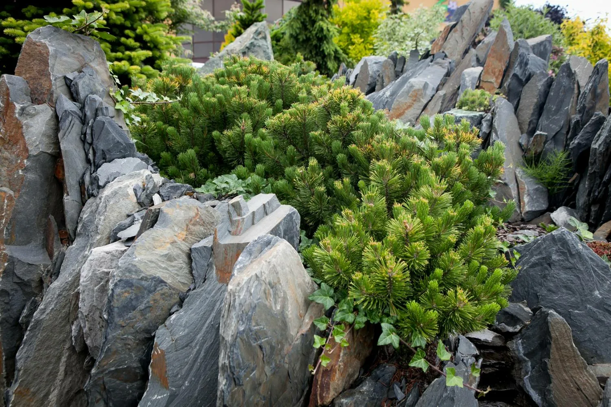 Сосна горная в каменистом саде (фото из интернета)