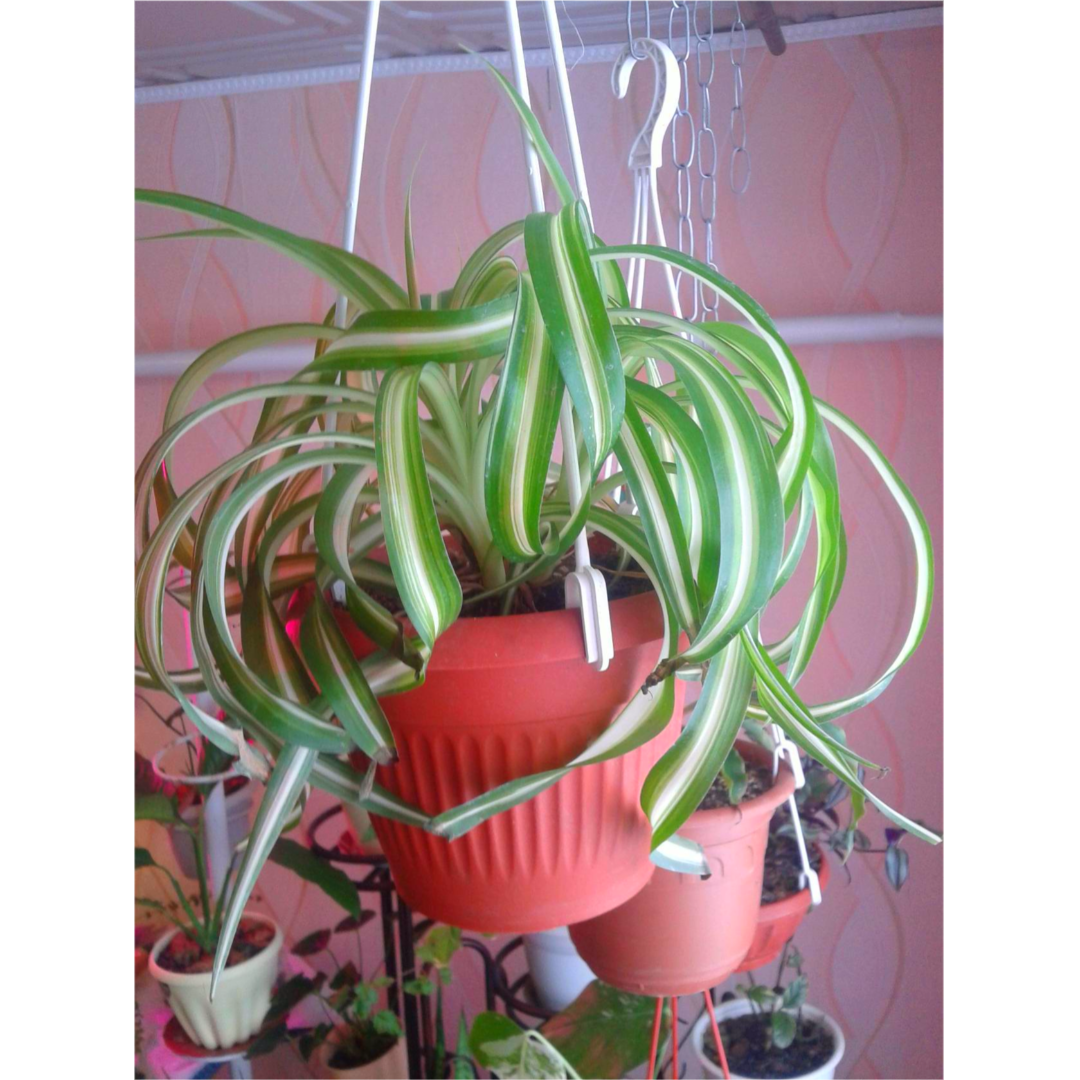 Хлорофитум Кудрявый Бонни   фотоавтора