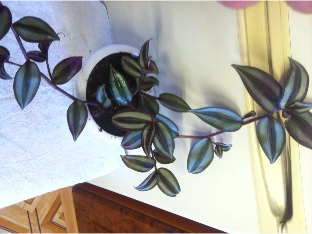 Зебрина  фото автора