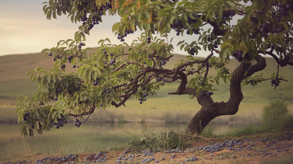 Дерево и слива