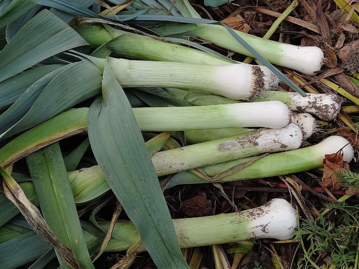 Фото сделано  13 октября 2024 года