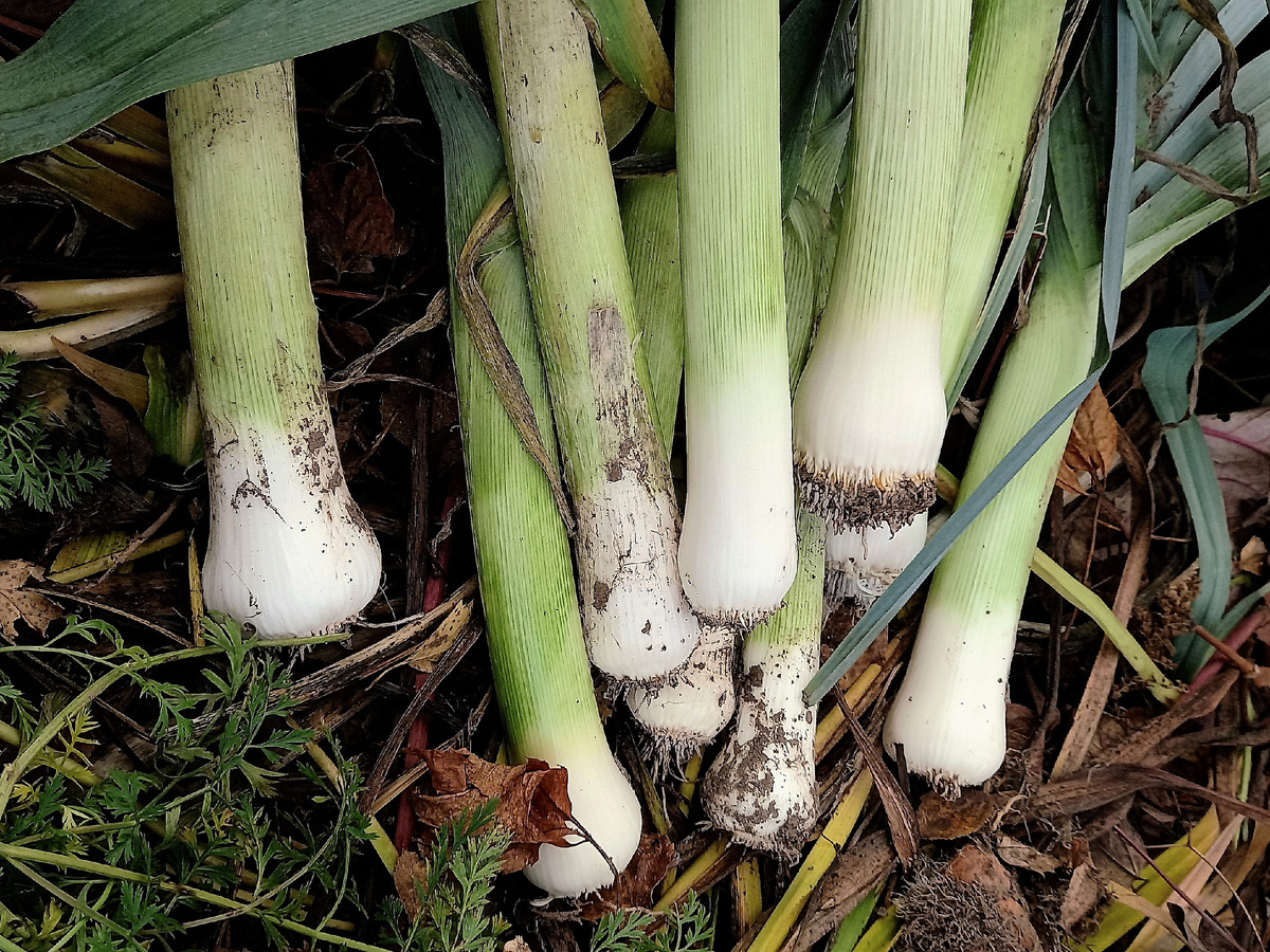 Ноги все разные по толщине и по длине. Сорта было два, видимо