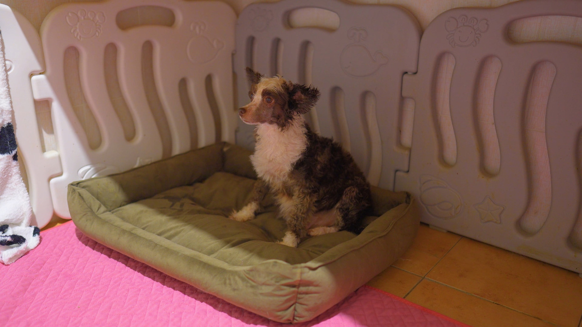 Китайская хохлатая собака Афина