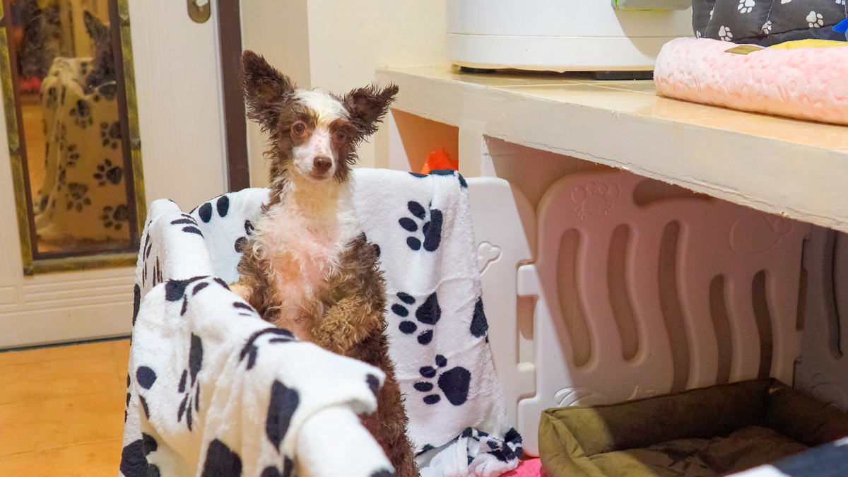 Пуховая китайская хохлатая в манеже