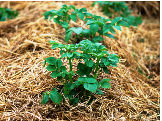 Мульчирование обязательно