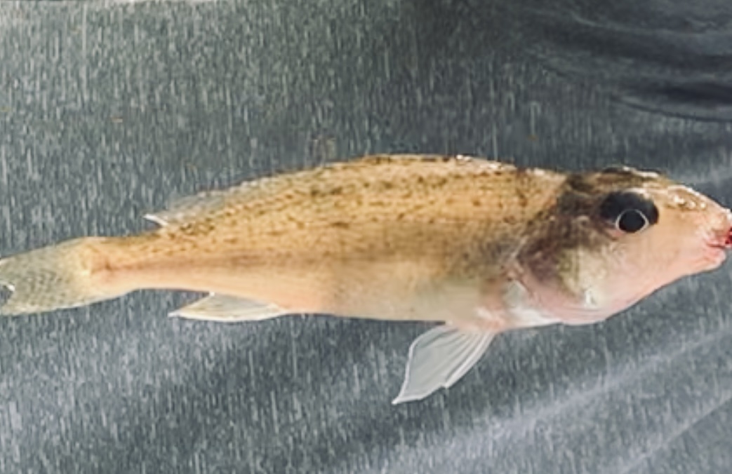 Ёрш красавец (или красавица?😄)