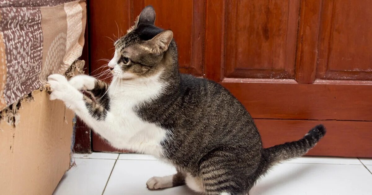 Фото из Интернета.