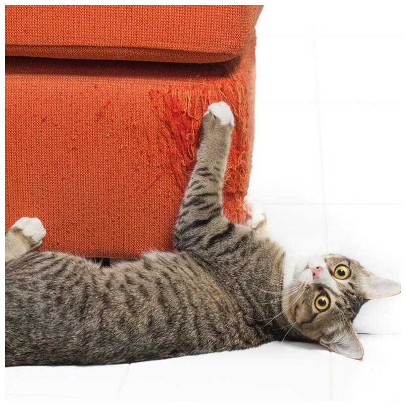 Фото из Интернета.