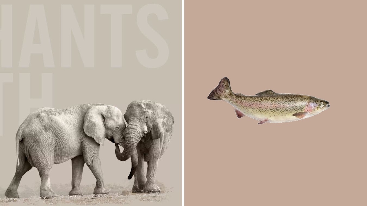 То, из чего выбирала (фото из открытого источника)