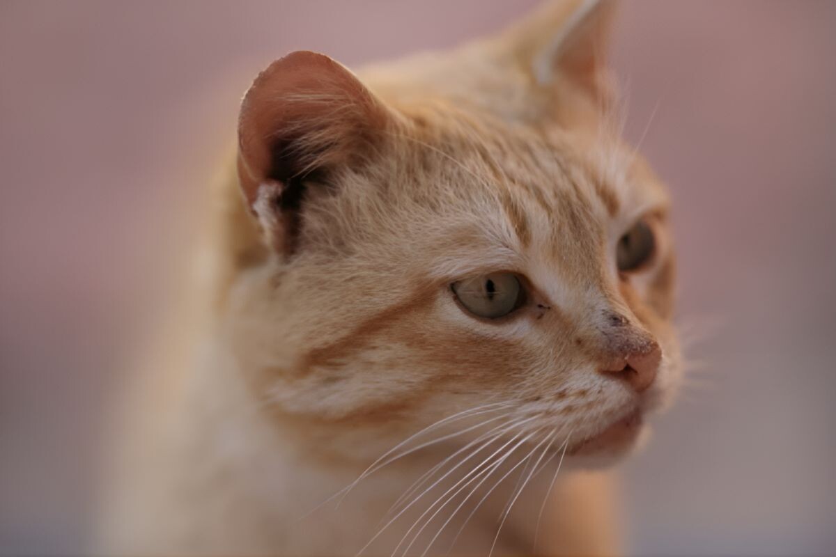 Дерматофития у кошки 