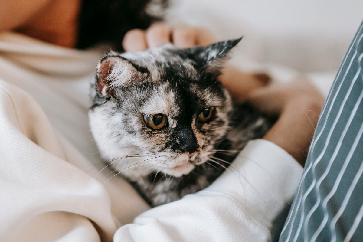 Как не заразиться лишаем от кошки