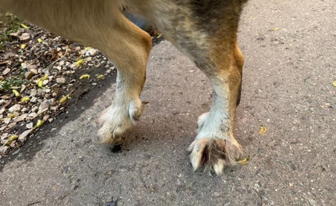 Вот так выглядели его задние лапки