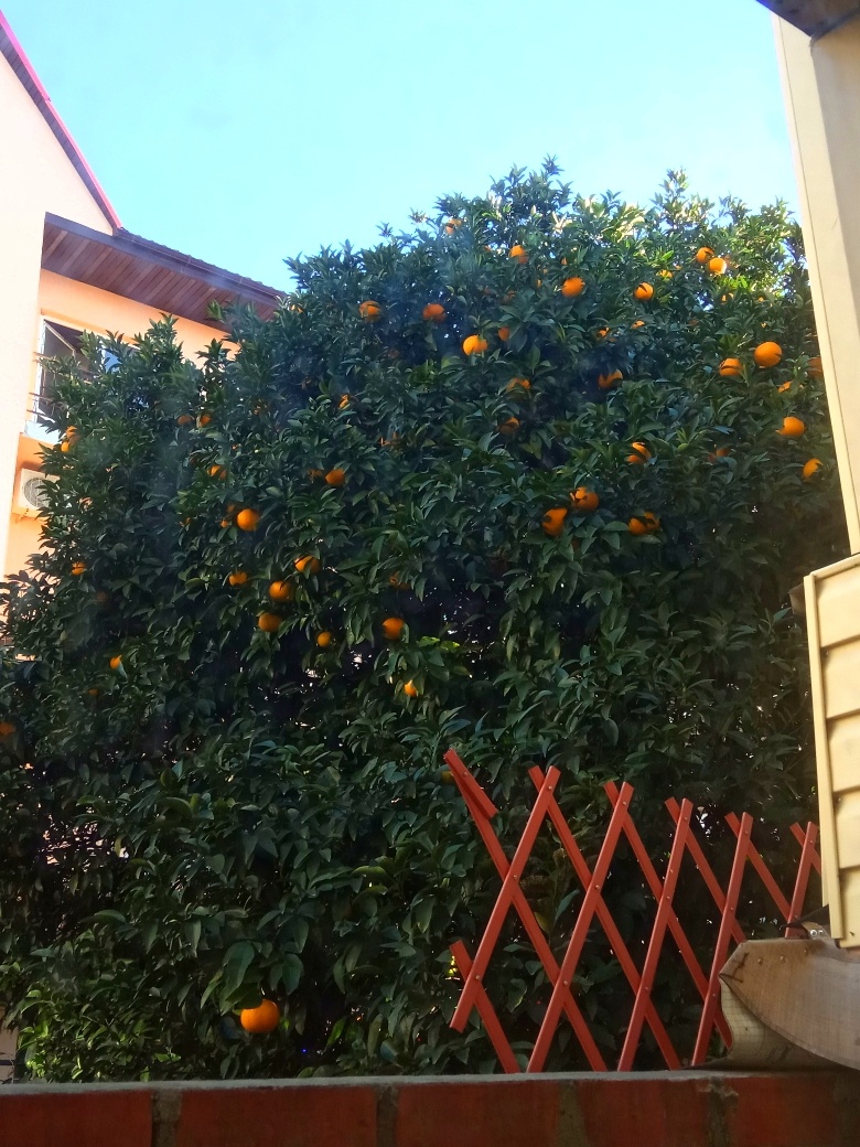Цитрусовые зимой в Сочи