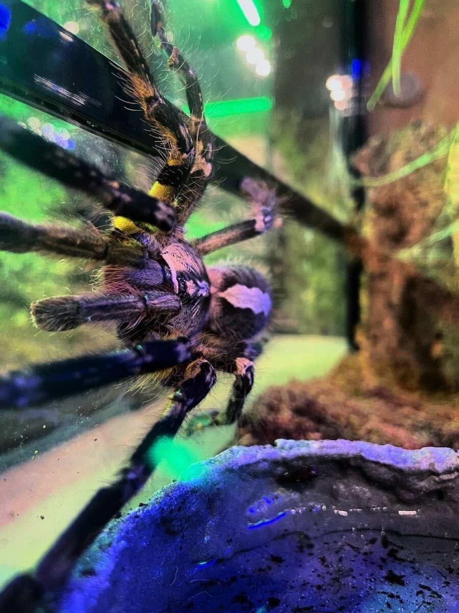 Такой же опасный...