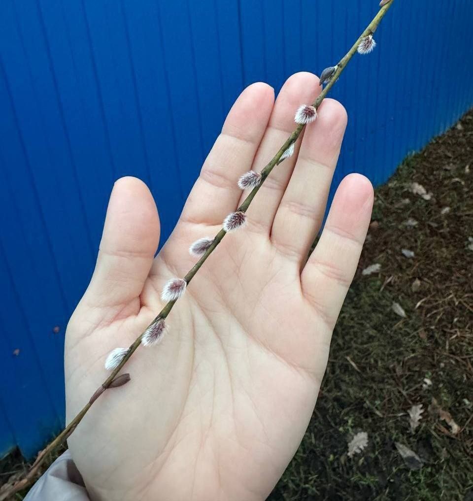 Петербург отвергает зиму.

2 декабря в Санкт Петербурге зацвела верба.