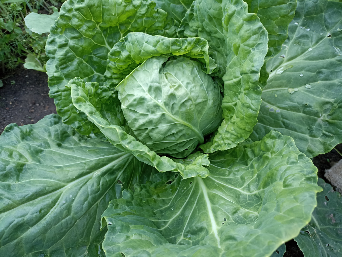 Капуста, как барыня, Фото автора. Листай галерею