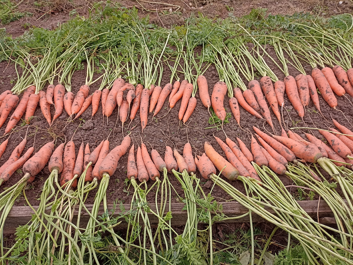 Морковь, Отличный урожай. Фото автора