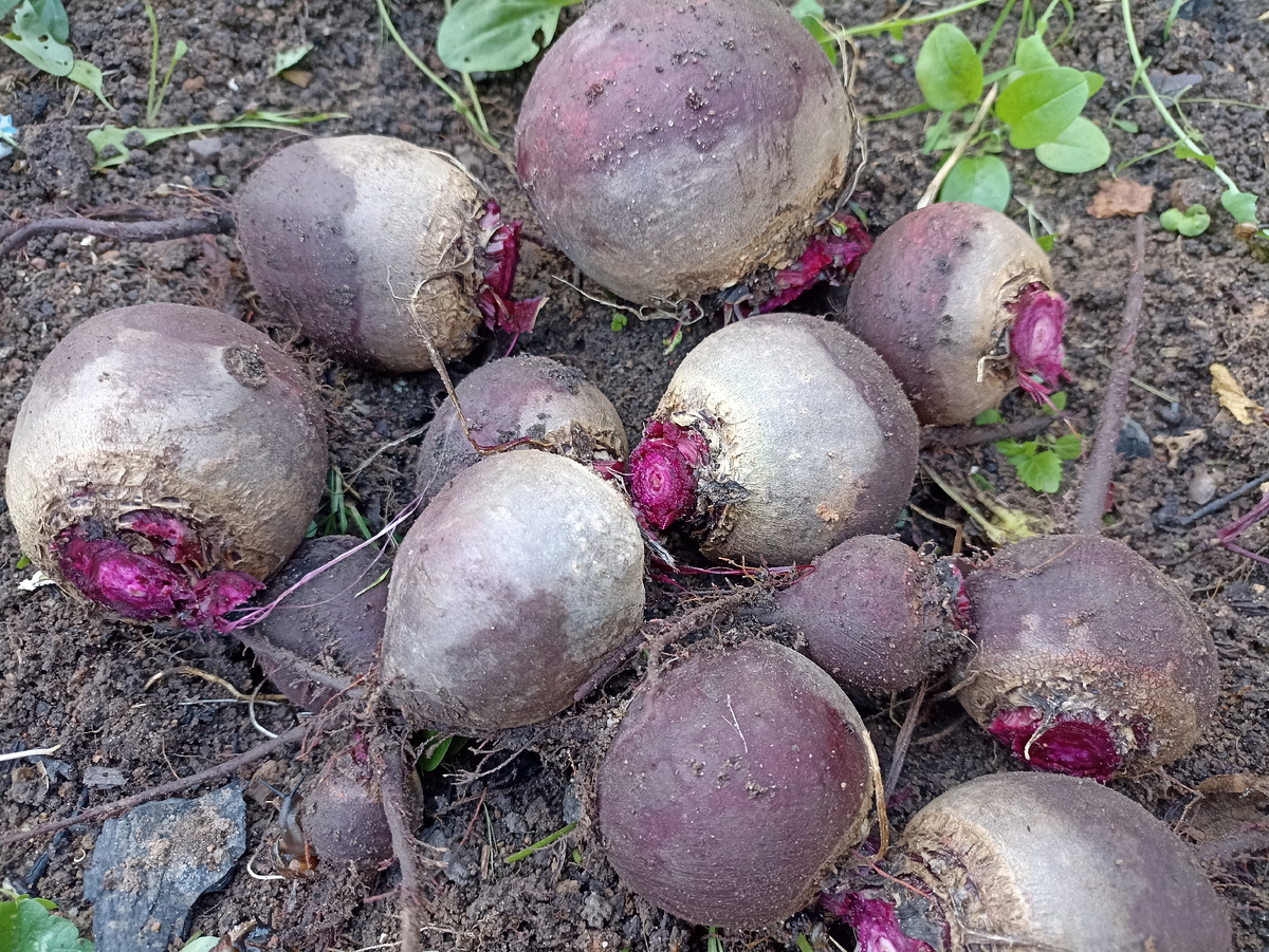 Свёкла уродилась. Фото автора