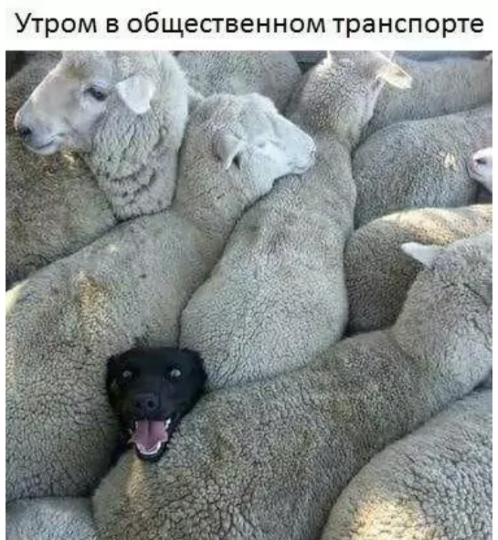 Фото из открытых источников 