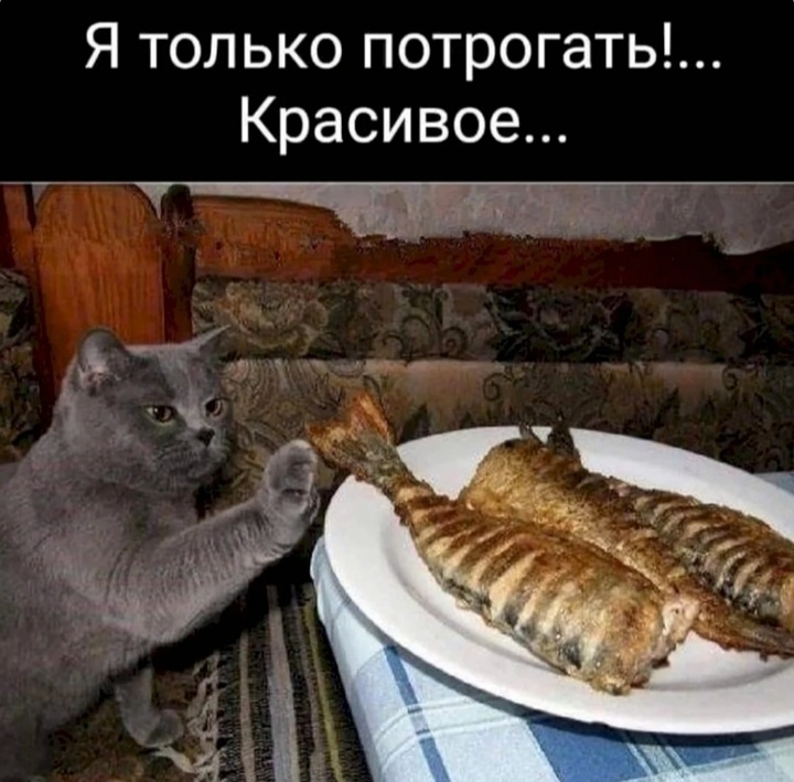 Смешные картинки с подписями