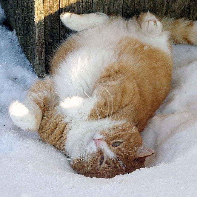 Яндекс картинки