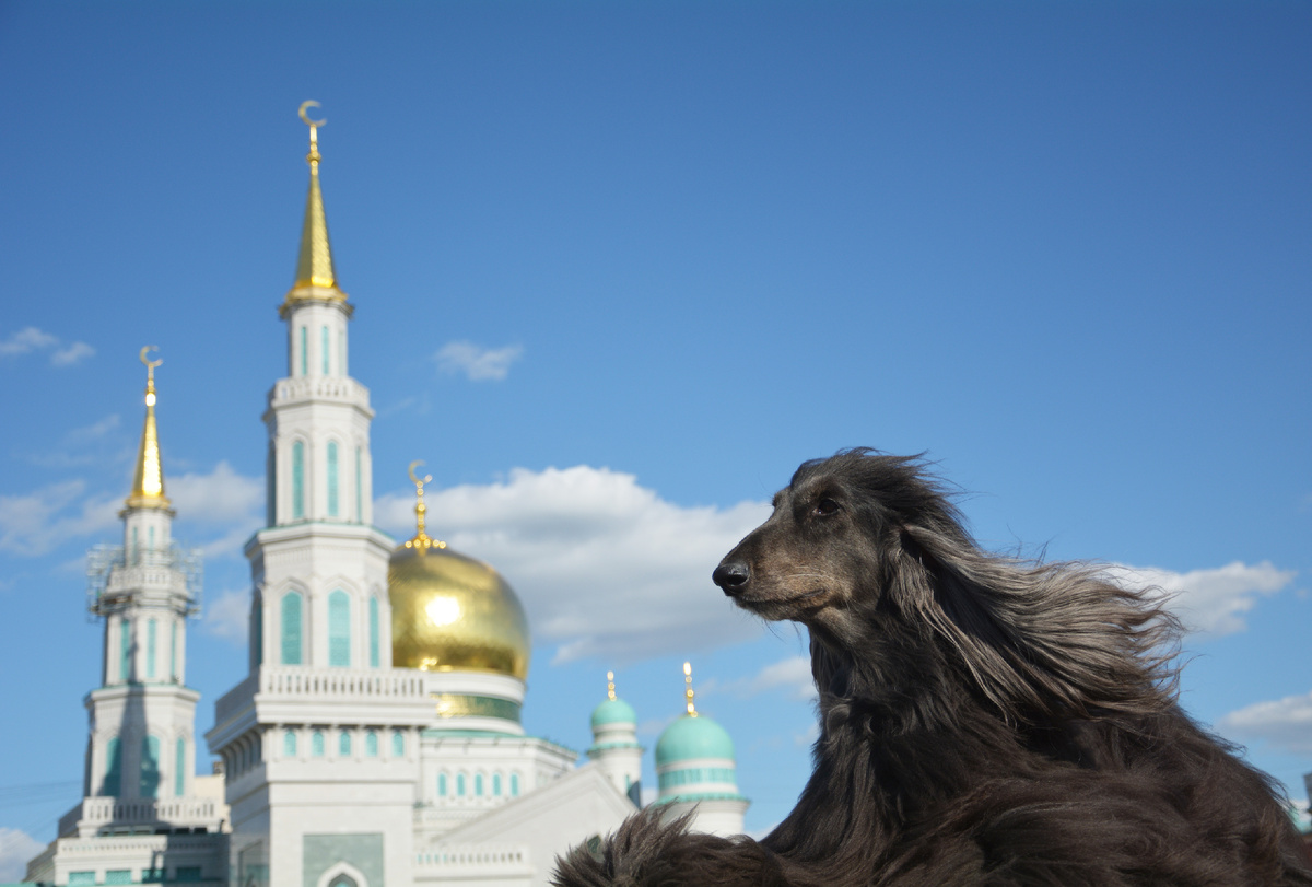 Волосы на ветру? Это про них, про афганов