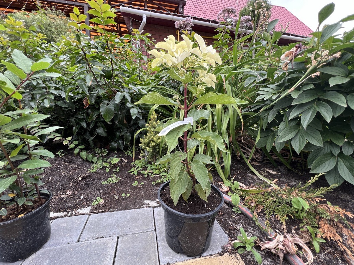 Саженец гортензии Стар Роуз. Фото из личного архива автора канала "Дом с кипарисами"