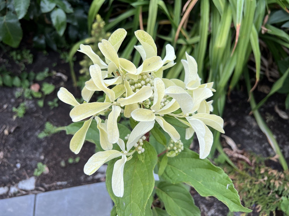 Соцветие гортензии Стар Роуз. Фото из личного архива автора канала "Дом с кипарисами"